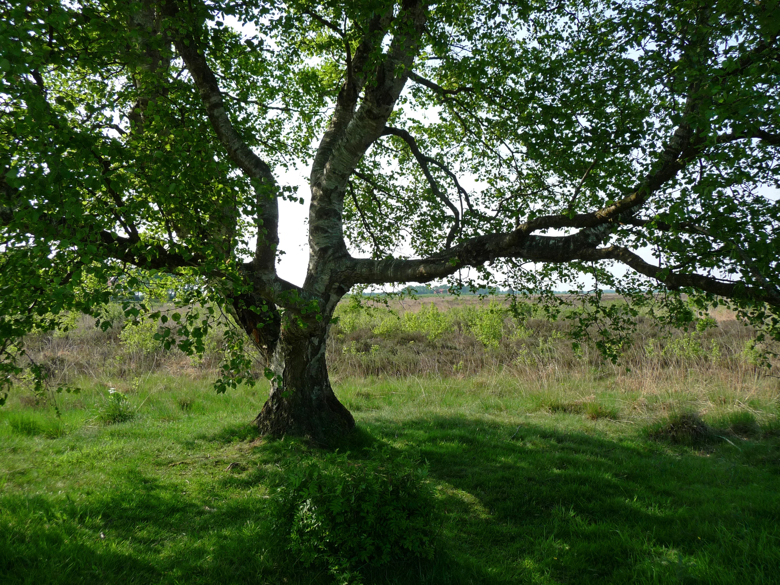 branches.jpg