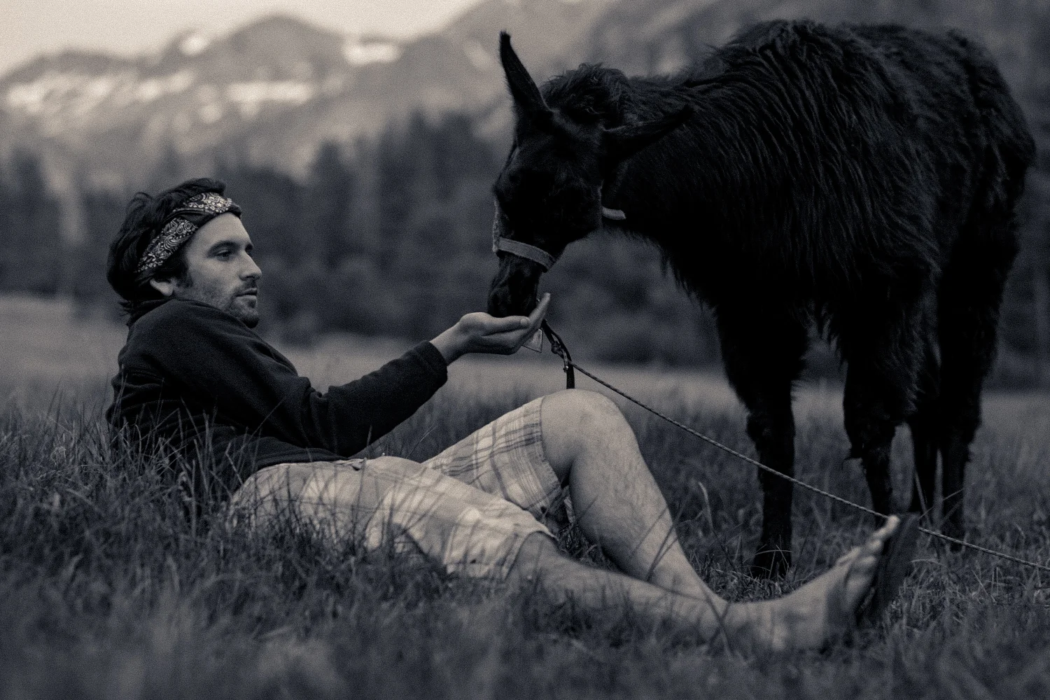 Aris Stoulil feeding a llama