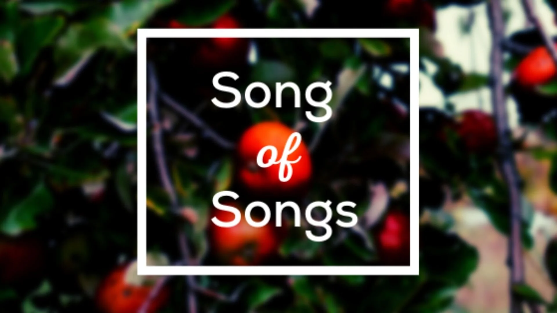 Sermon: Song of Songs 1:1-14