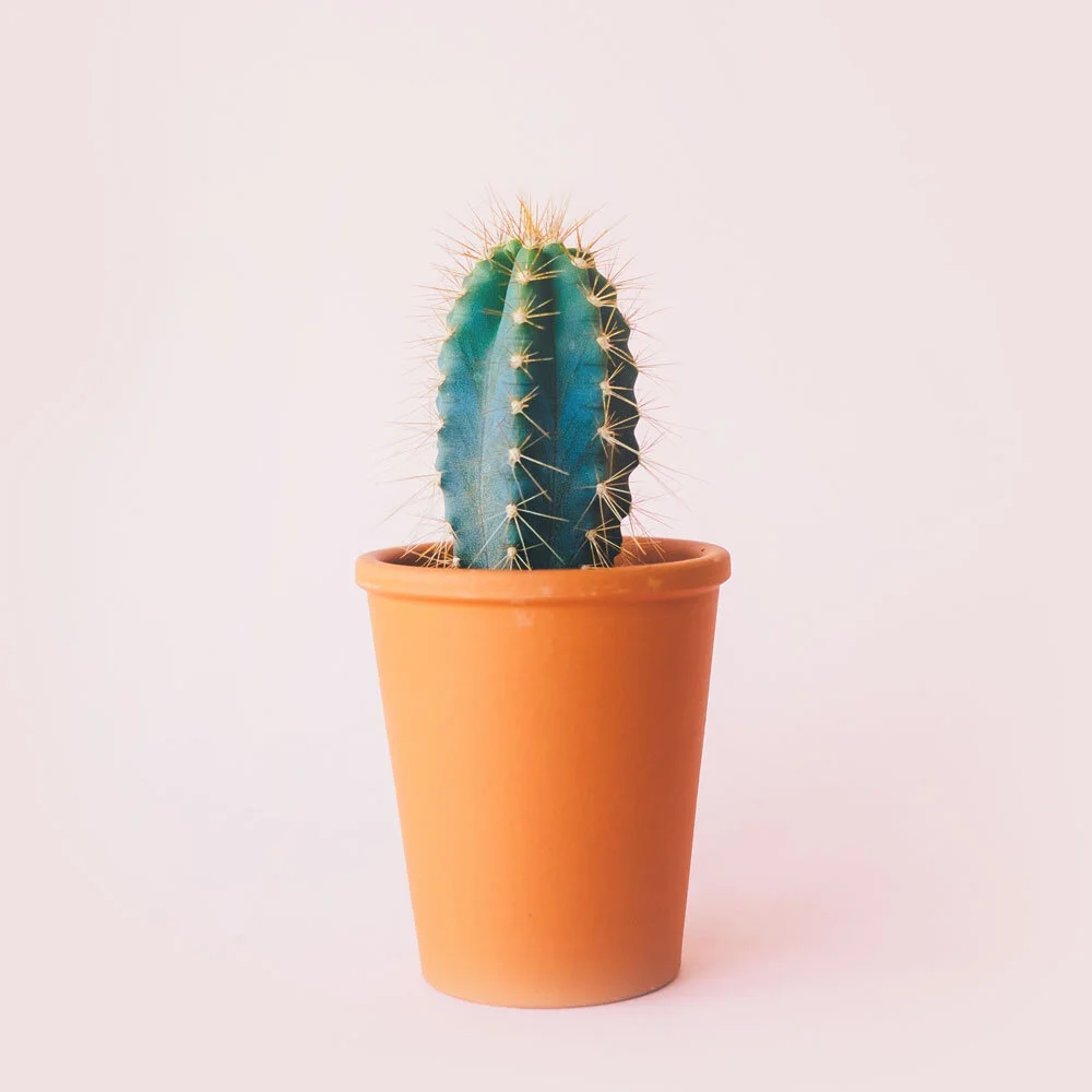 cactus-2.jpg