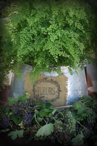 Pulchella Grapes