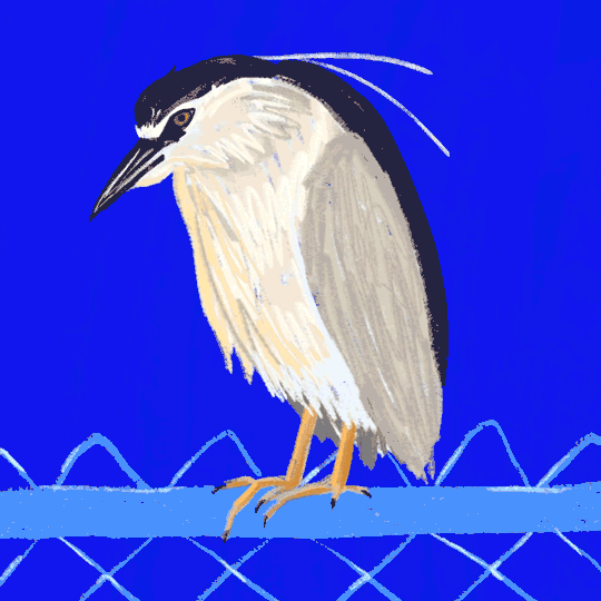 heron.gif