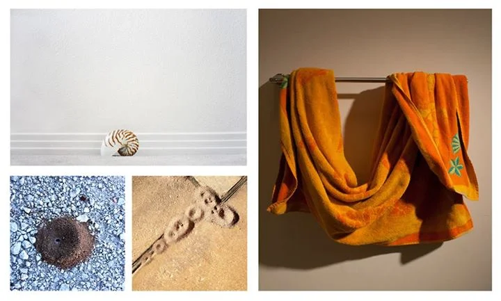 (Top left) Daniela Galindo, Nautilus, 2012 (Bottom left) Matthew McEver, Ants # 3, Ants # 19, 2013 (Right) Shawn Mayer, Towel Study #6, 2014