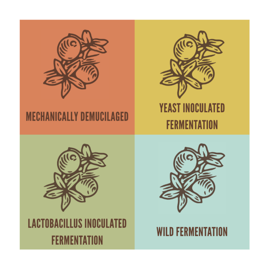 The Fermentation Project's four processes.