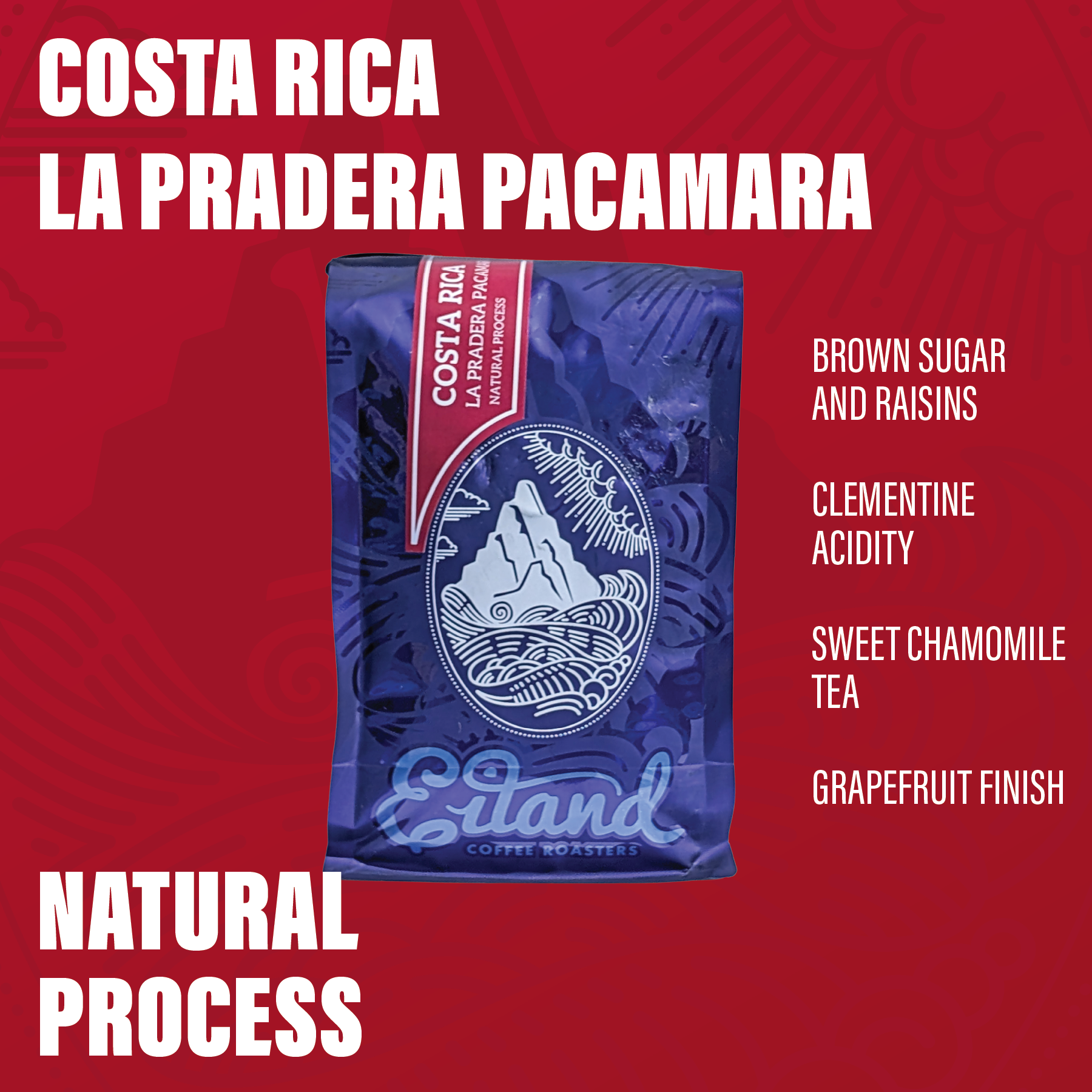 Costa Rica La Pradera Pacamara