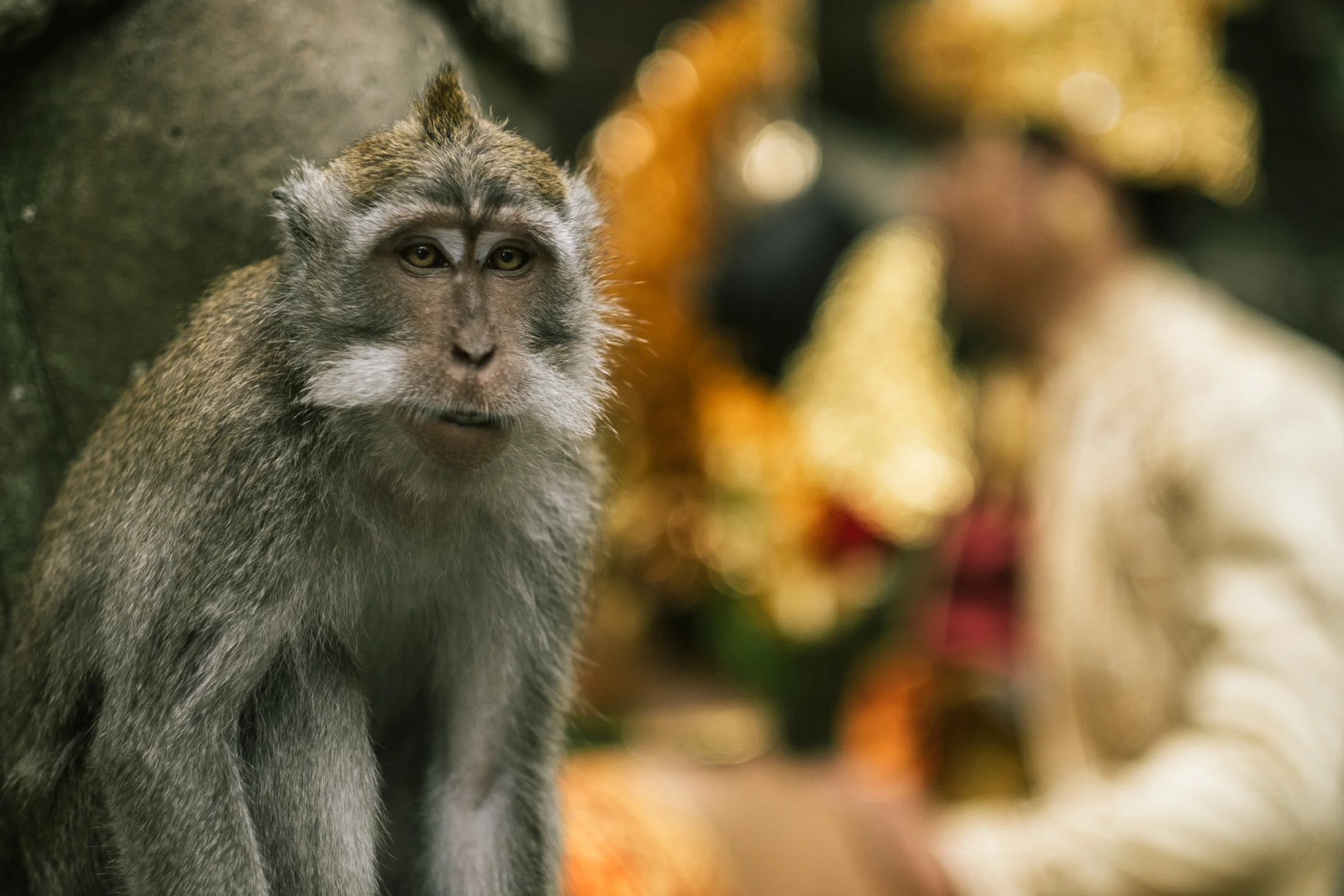 bali_day9_monkey-1.jpg