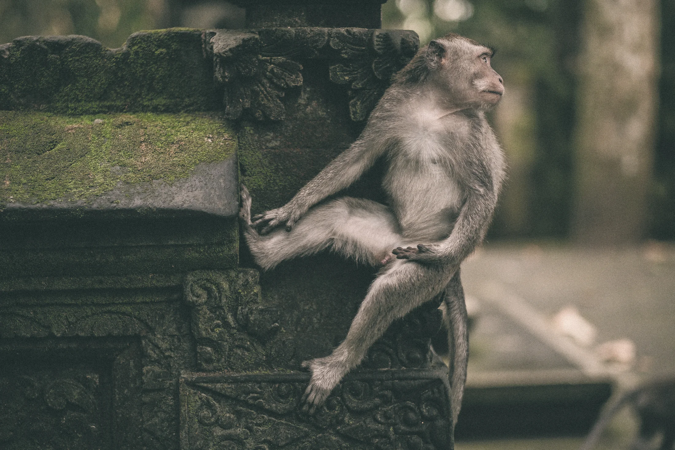 bali_day9_monkey-6.jpg
