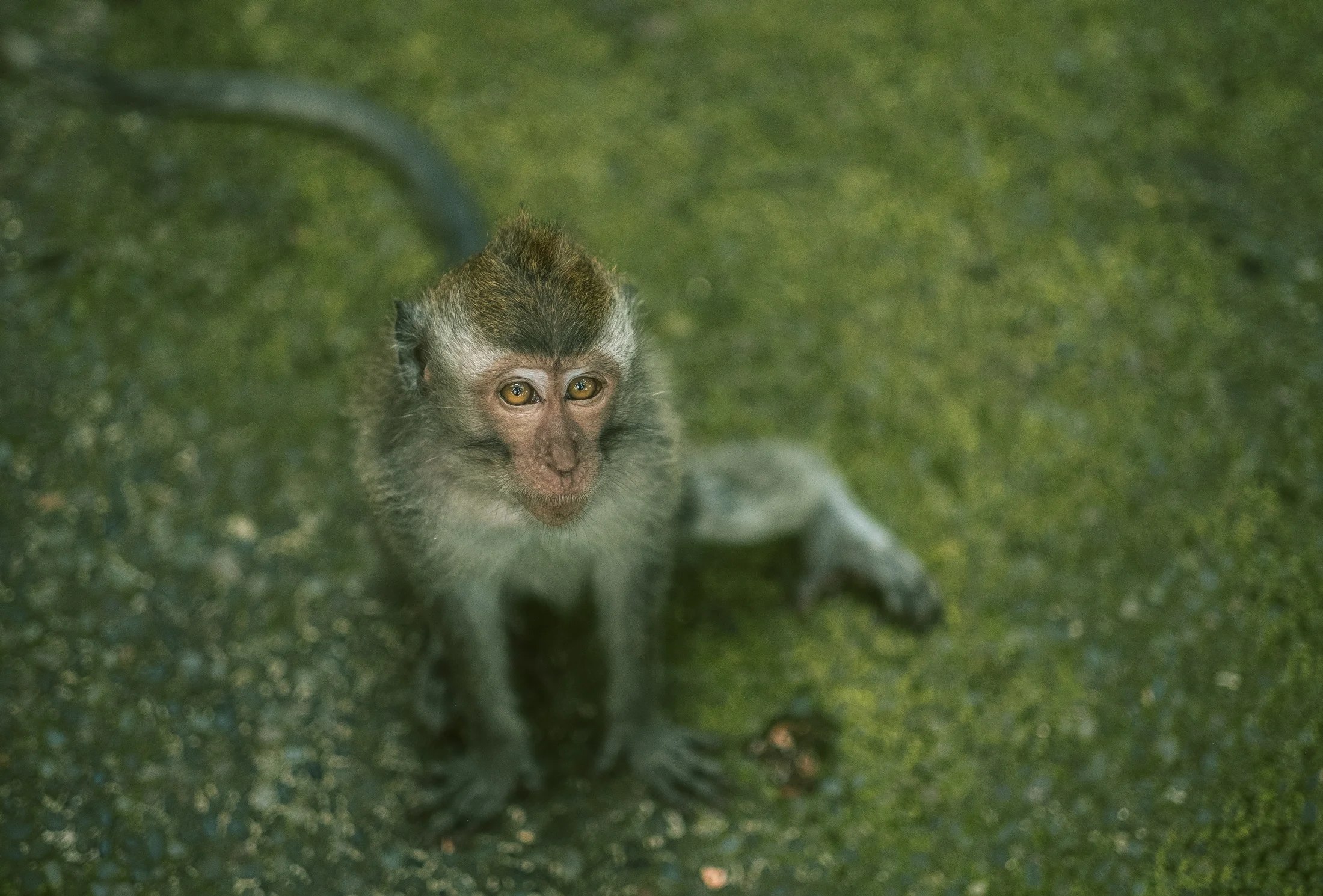 bali_day9_monkey-7.jpg