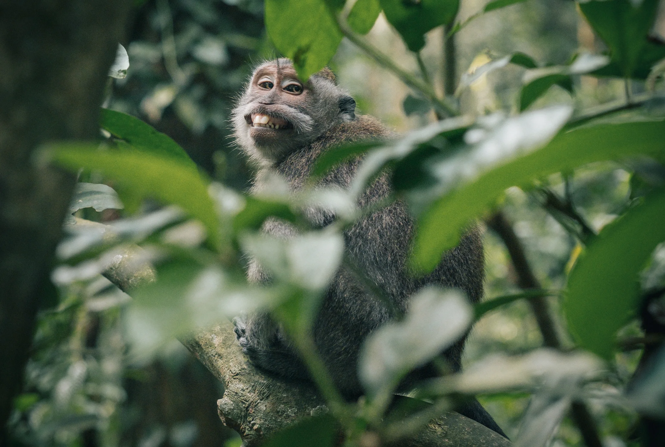 bali_day9_monkey-23.jpg