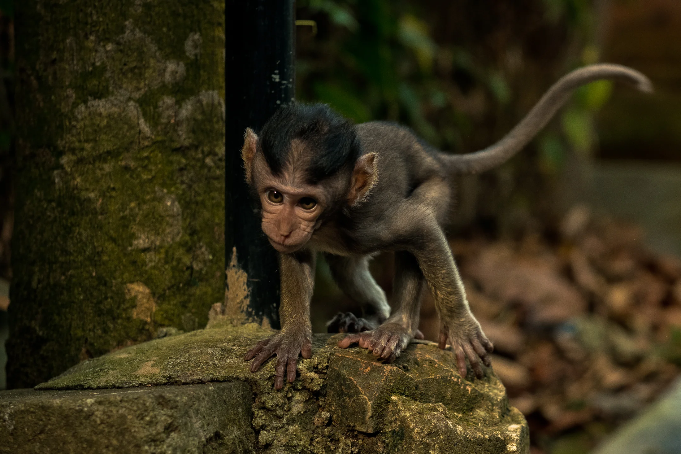bali_day9_monkey-26.jpg