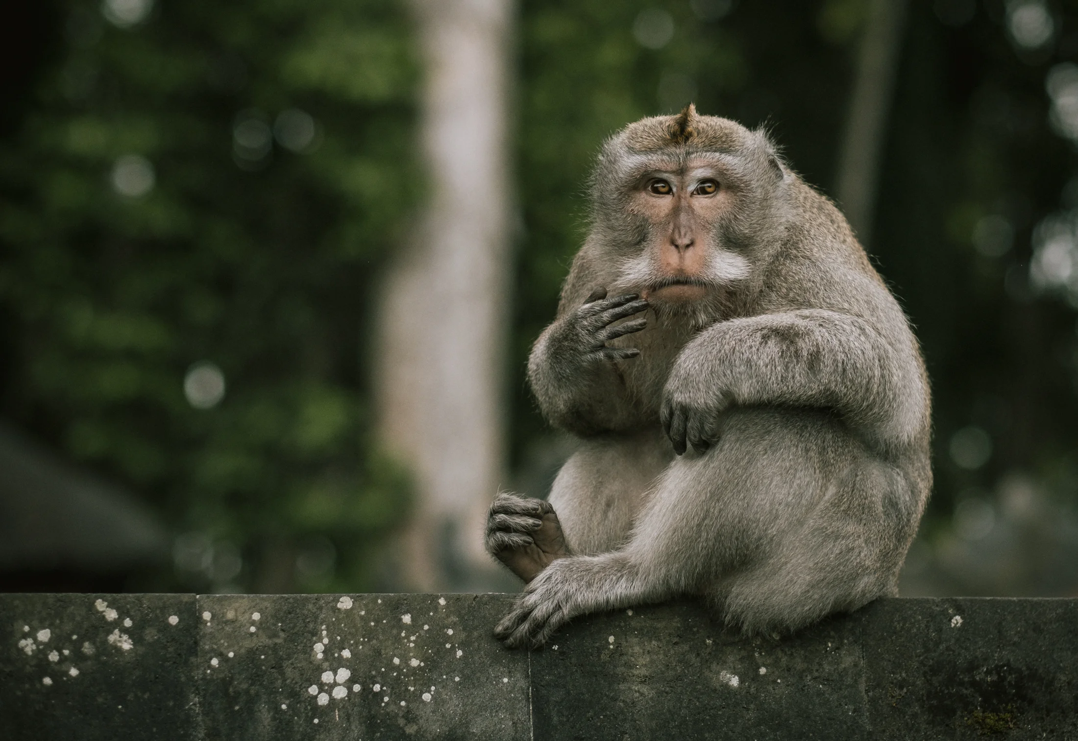 The king of the third monkey tribe in this forest