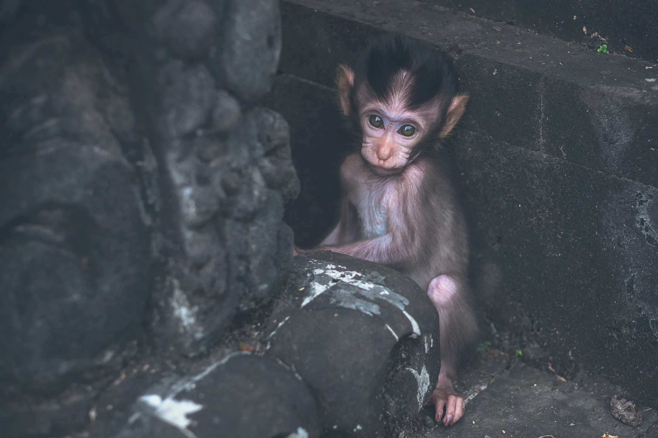 bali_day9_monkey-31.jpg