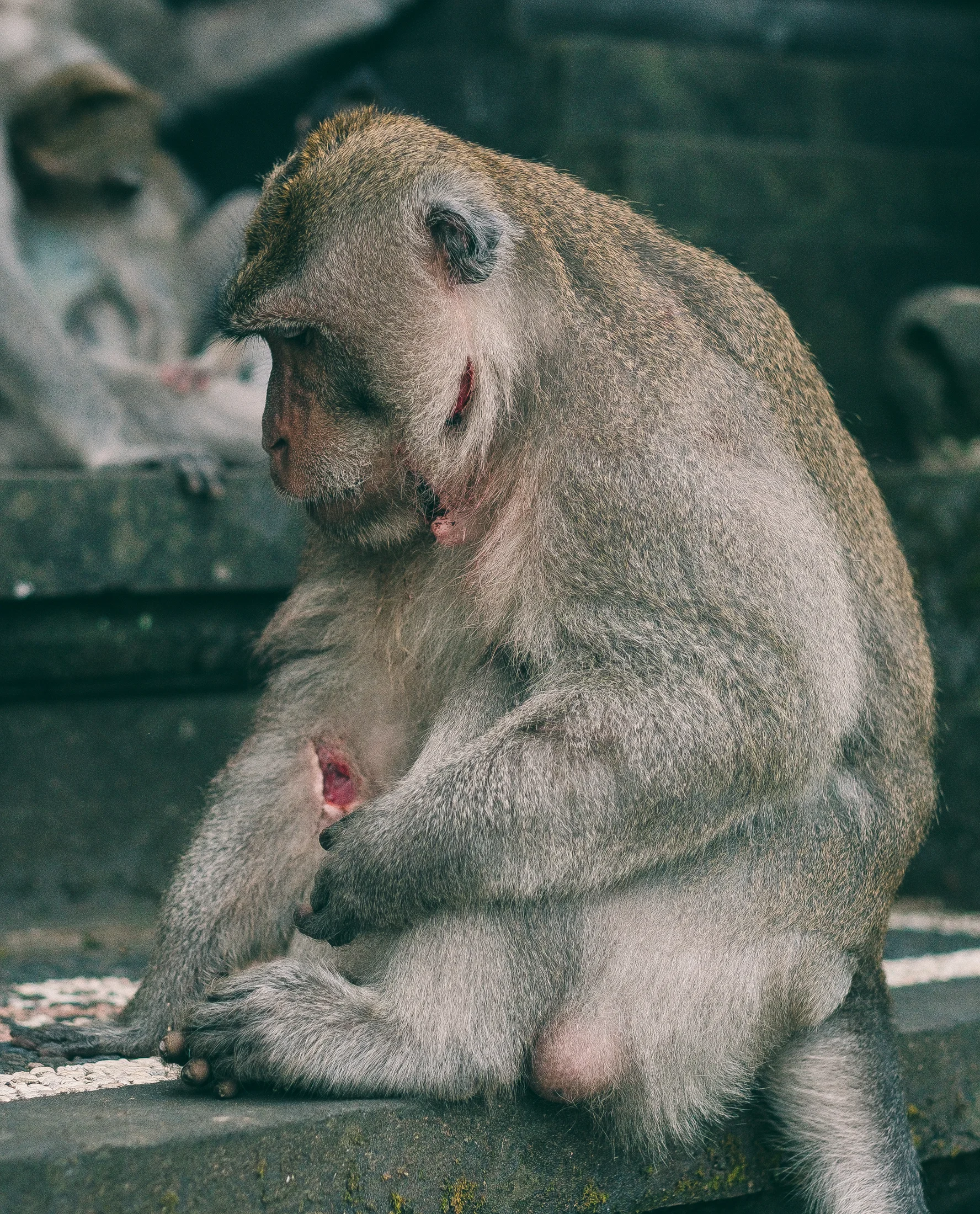 bali_day9_monkey-34.jpg