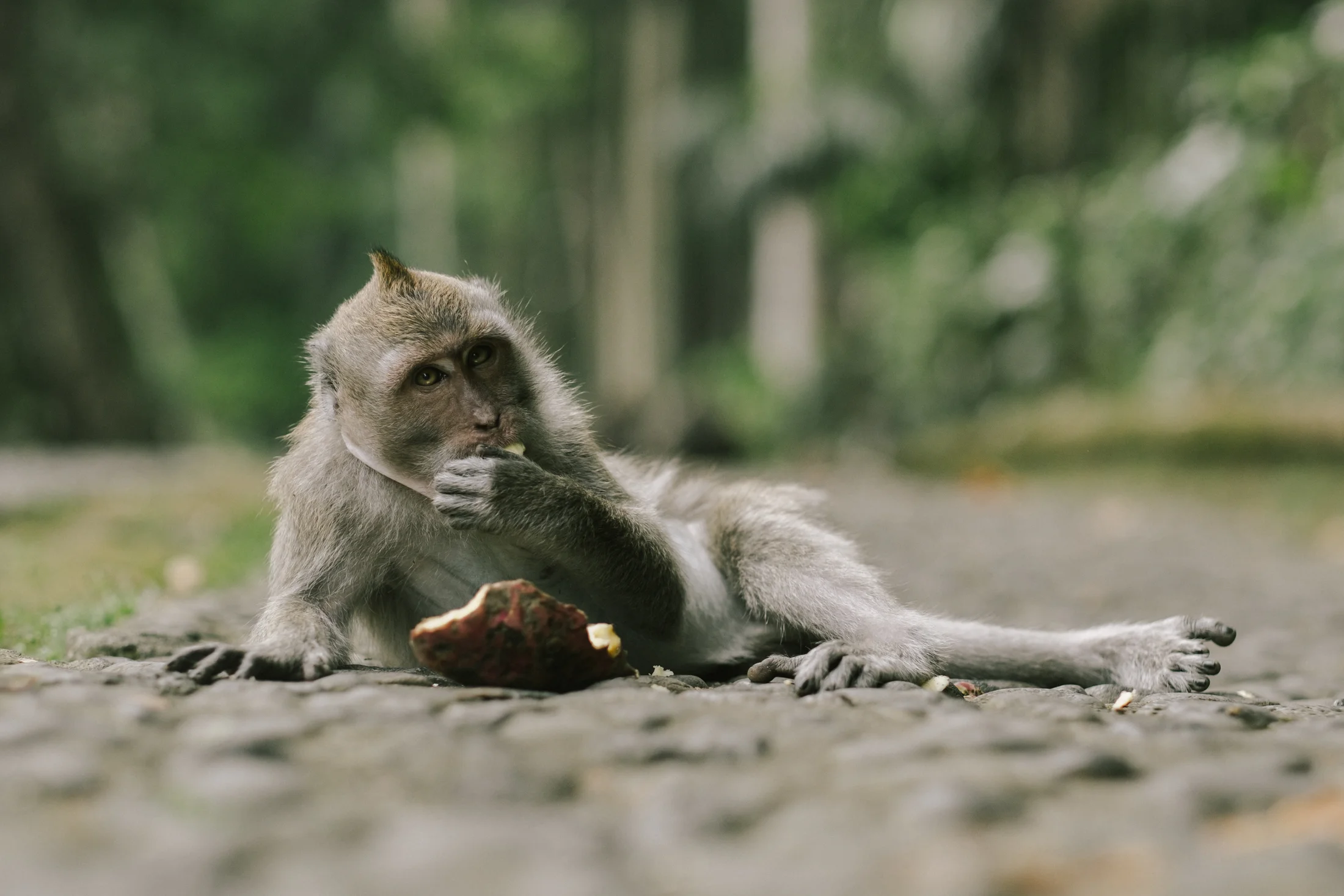 bali_day9_monkey-36.jpg
