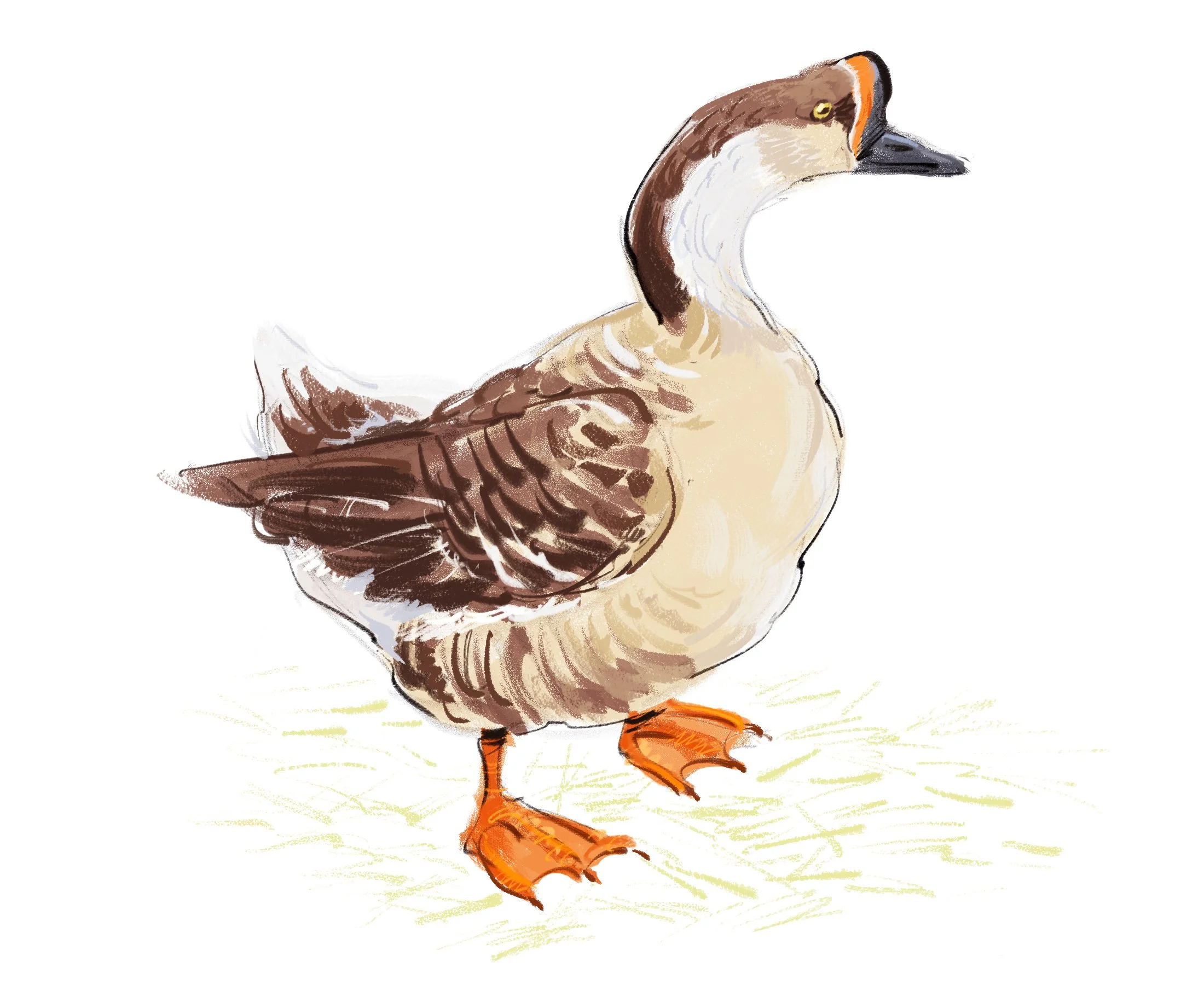 Chinese Goose.jpg