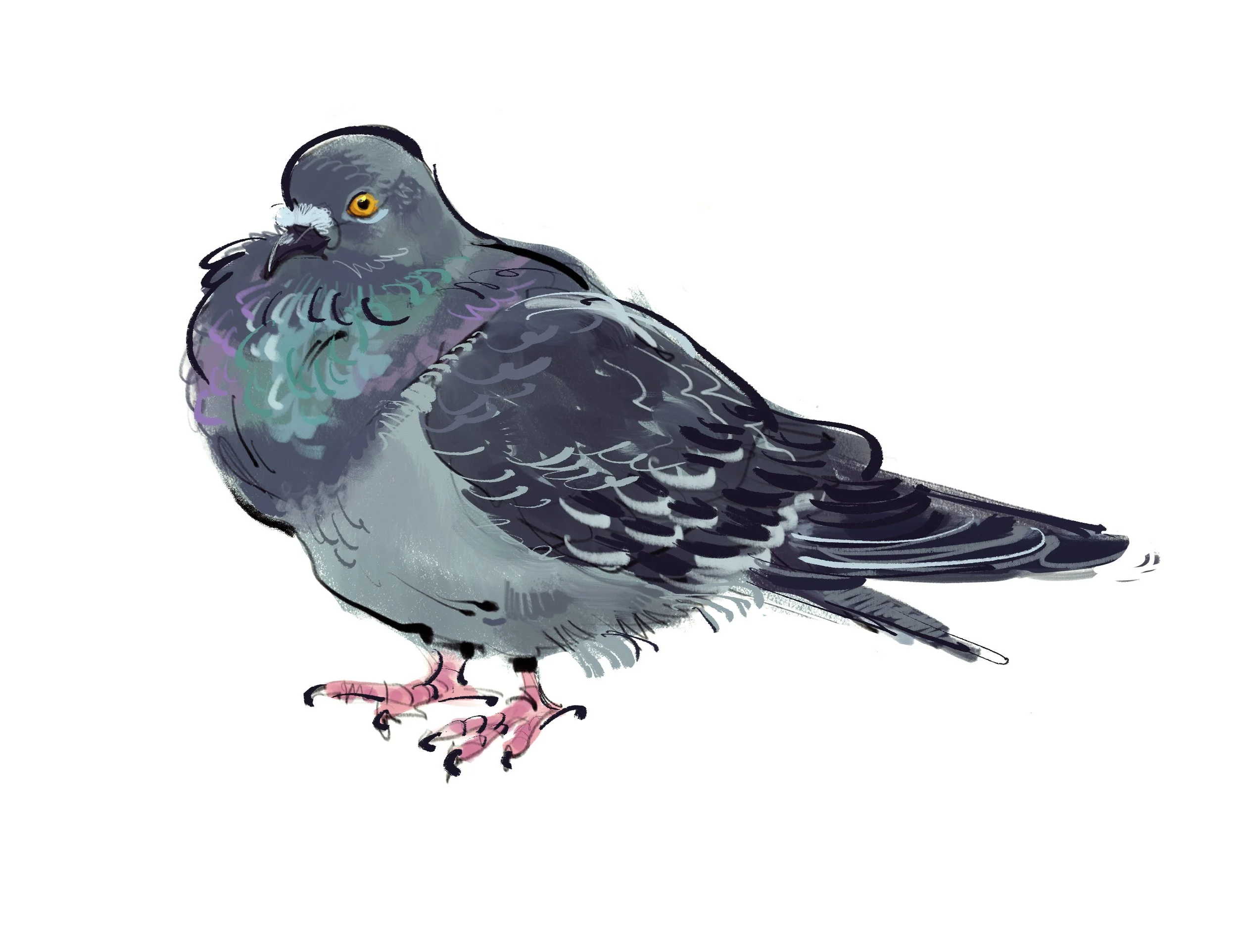 Pigeon.jpg