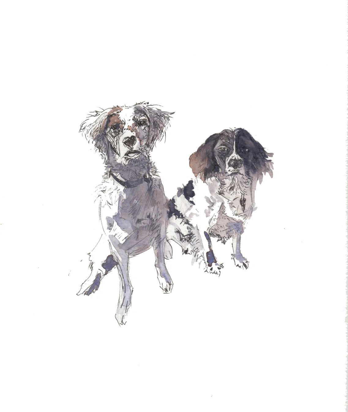 Pet portraits