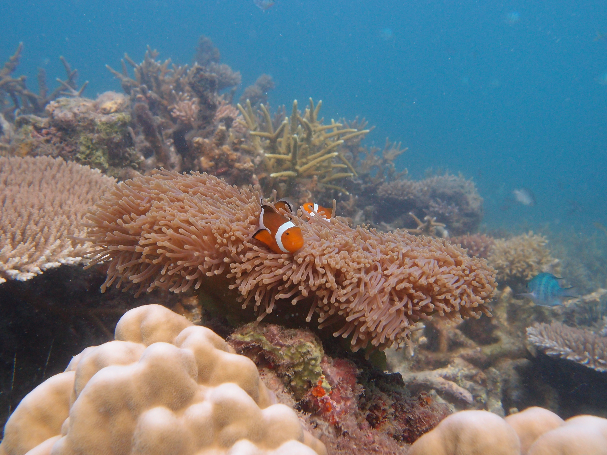  Many different species of playful anemonefish can be found on the Melina Beach house reef. This photo was taken June 2014. 