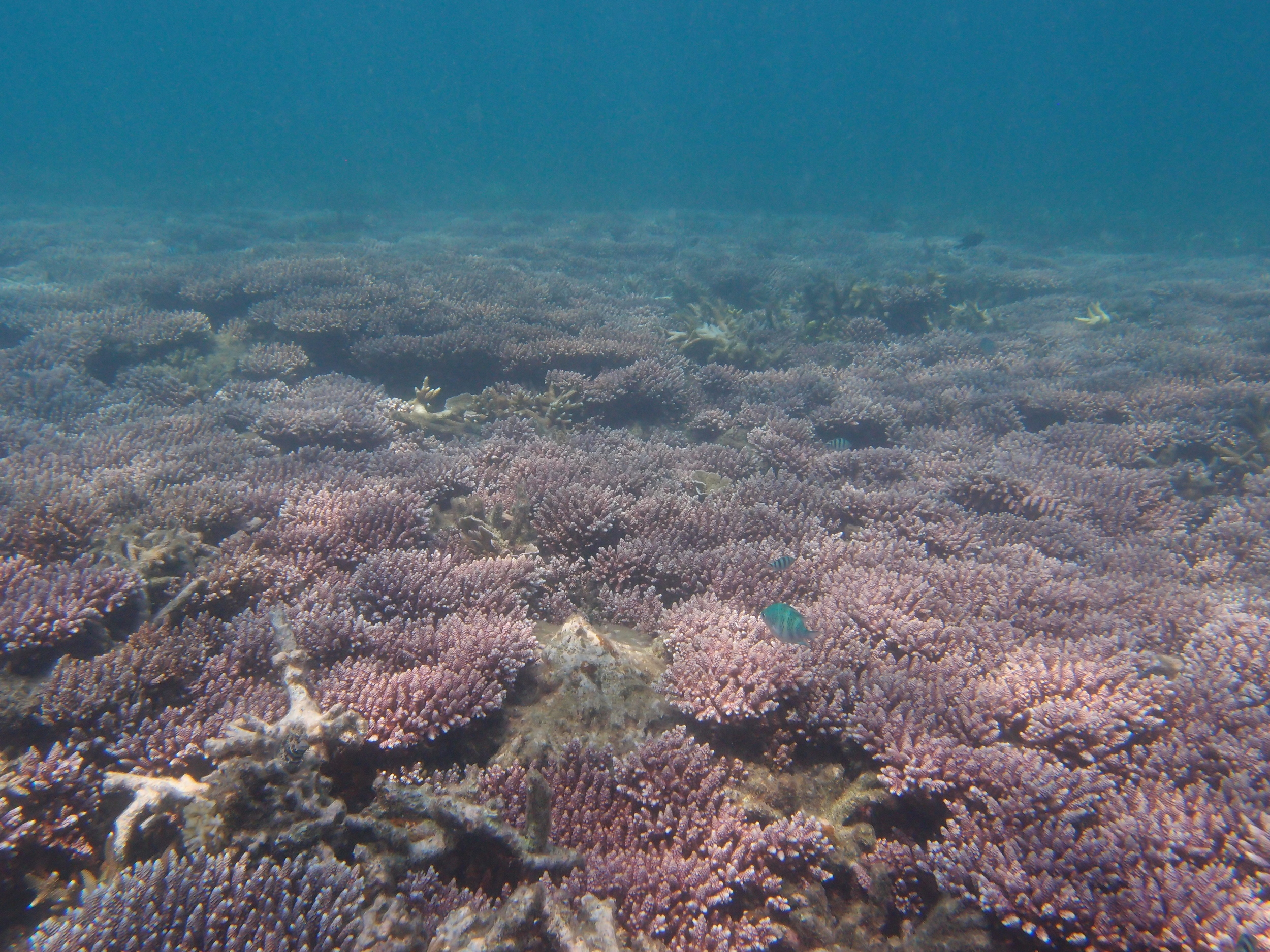  Healthy hard coral cover at the beautiful Melina Beach house reef. 