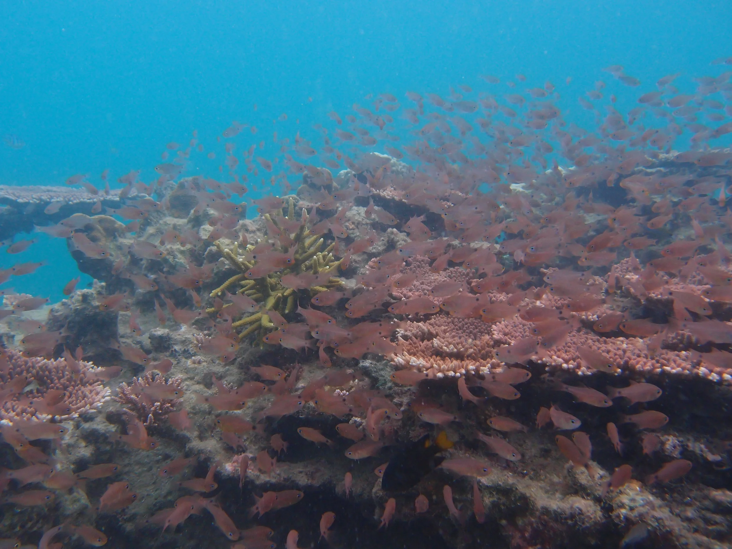  The beautiful Melina Beach house reef. This photo was taken June 2014. 