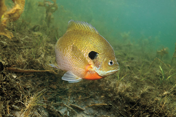 Bluegill Underwater