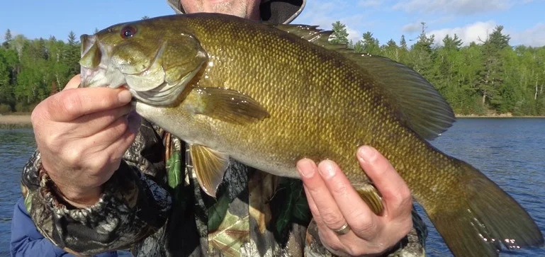 smallmouth-bass.jpg