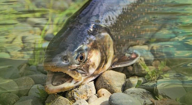 trout_fishing.jpg