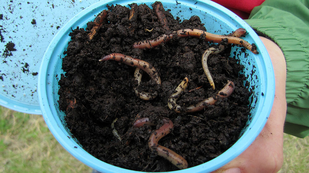 Fishing With Worms And The Ways They, How To Make Your Own Worm Farm For Fishing