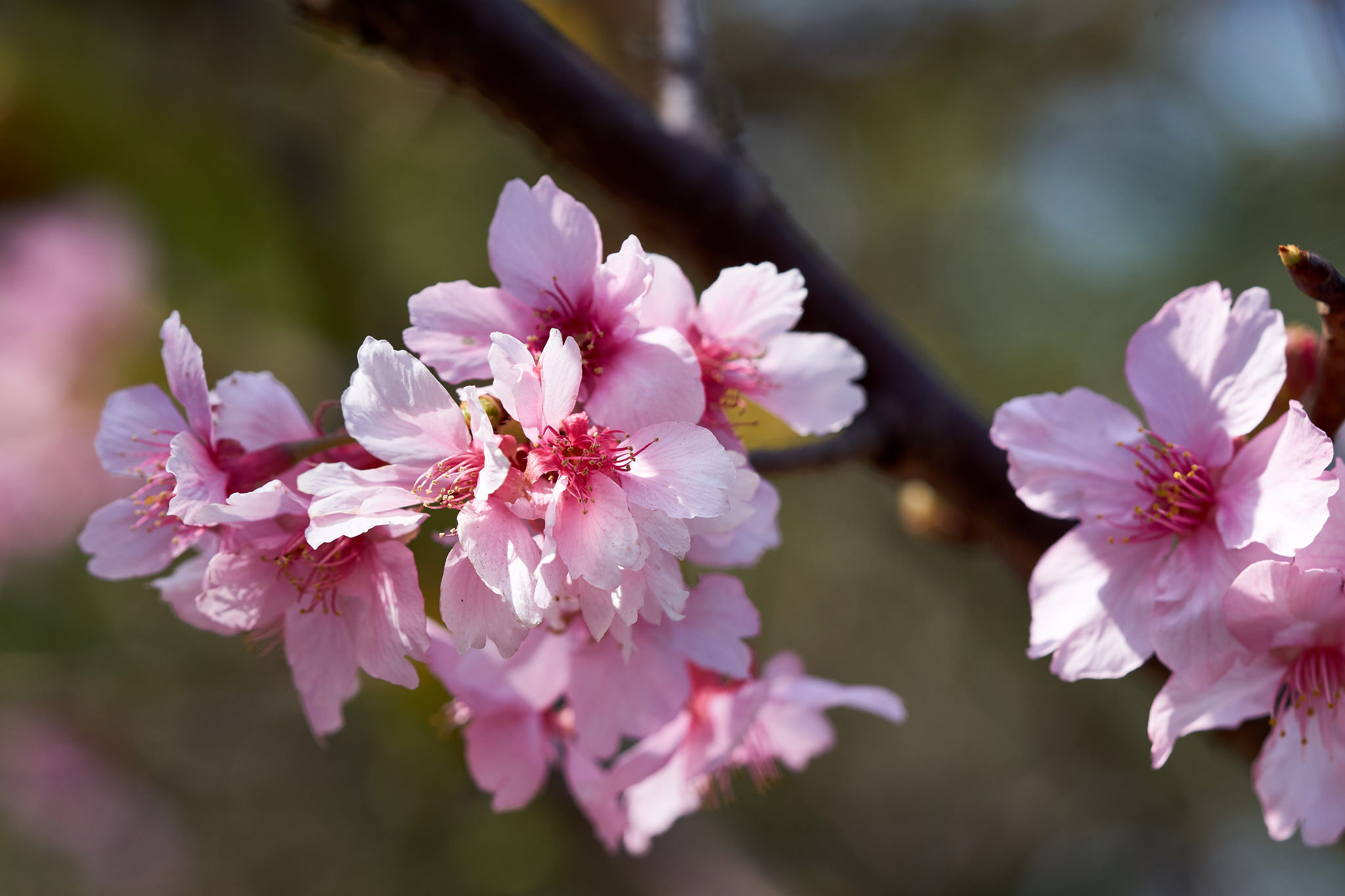 cherry blossom