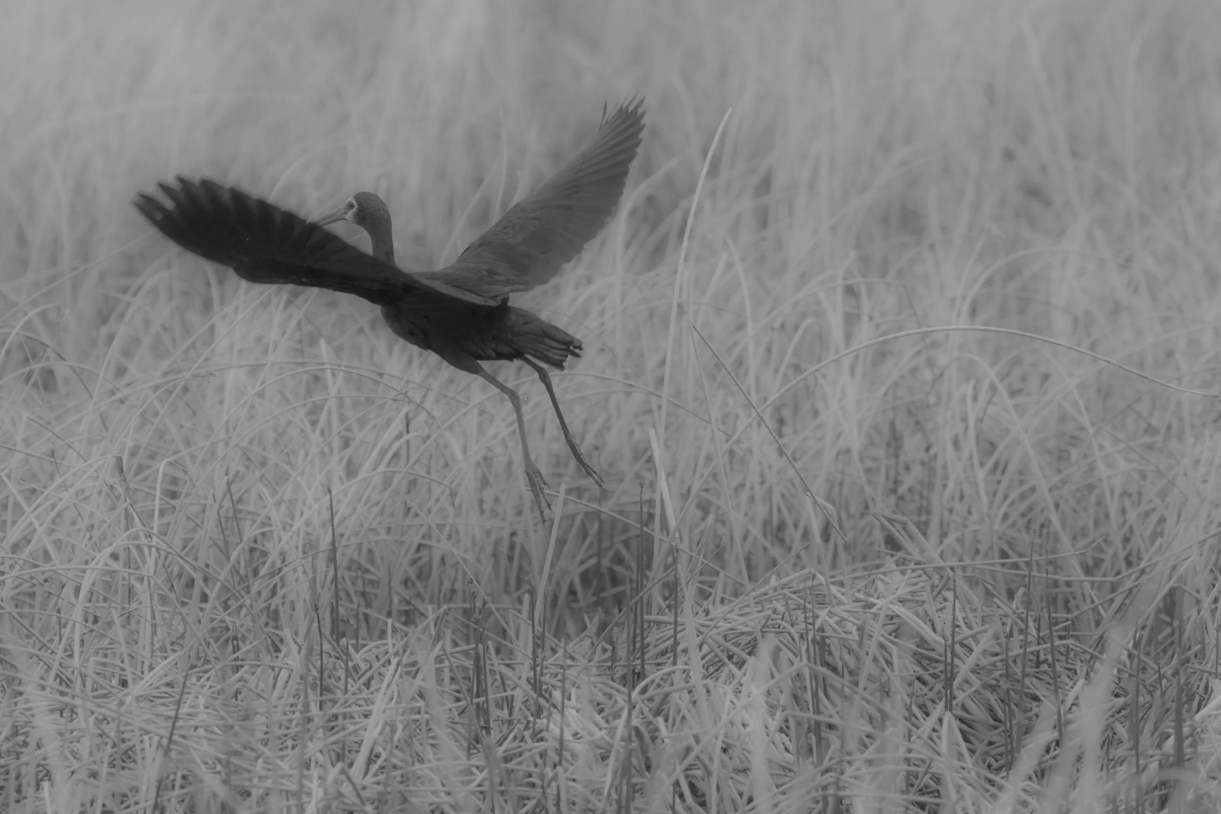 Ibis Dream-1.jpg