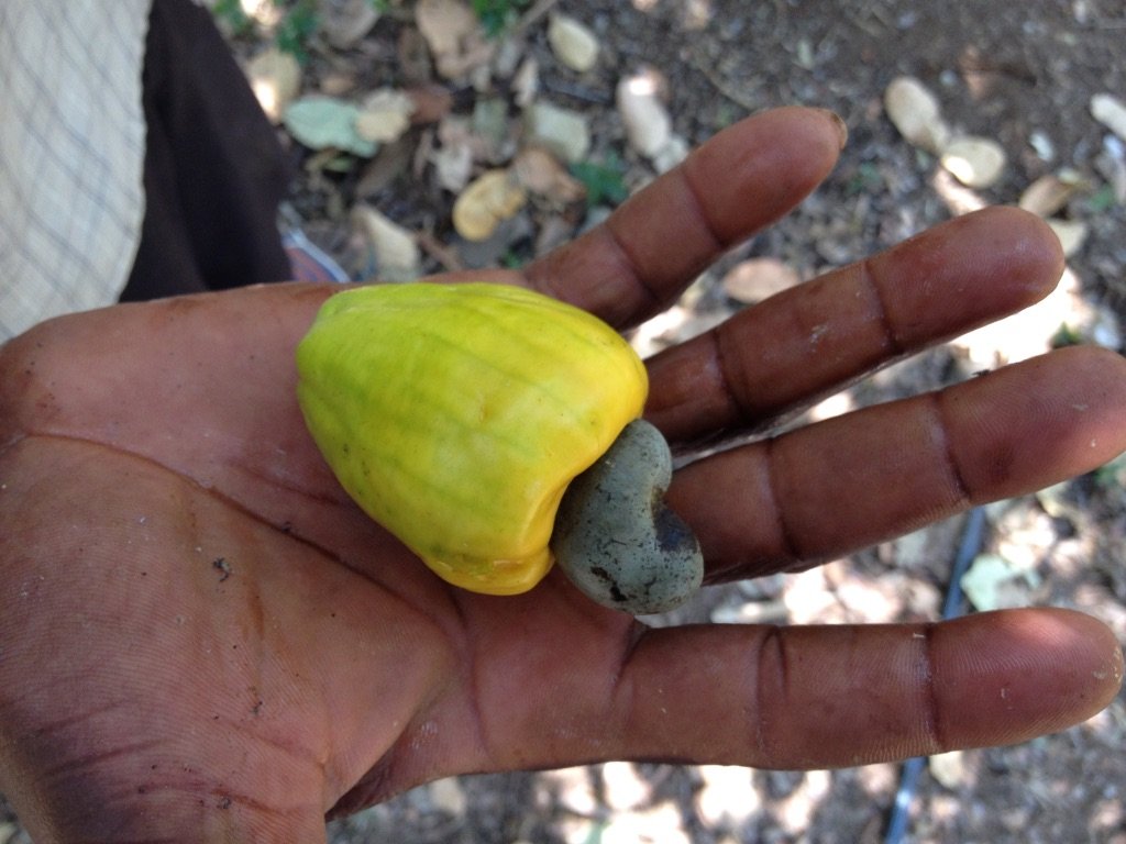 Cashew fruit with nut
