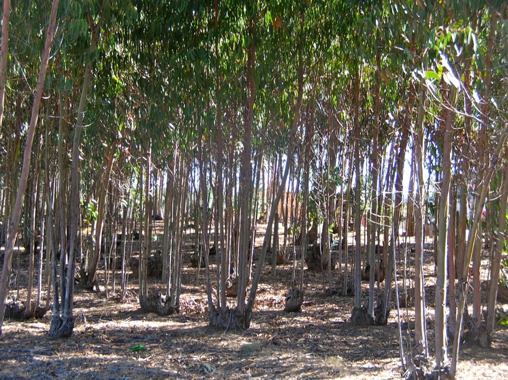 A eucalyptus woodlot yields a sustainable harvest of poles