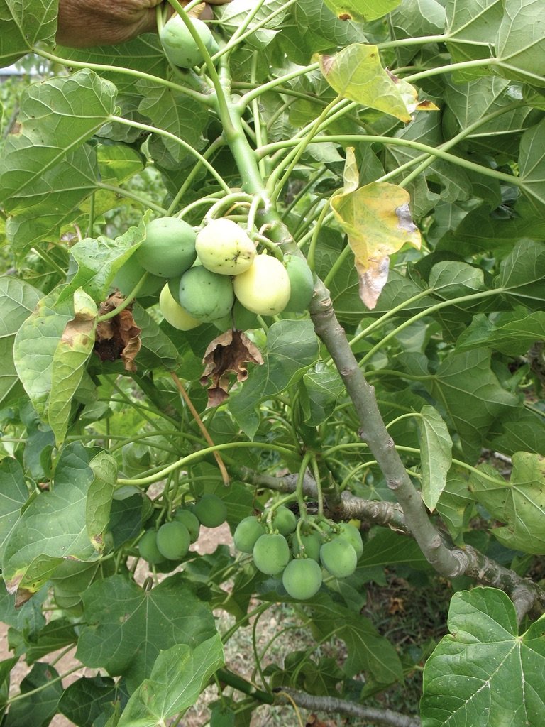 Jatrofa fruit has oil-rich seeds