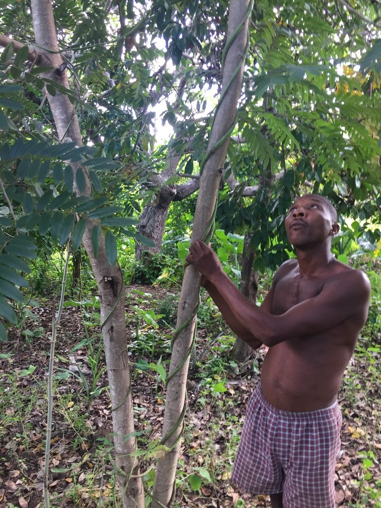 A tropical yam is in the ground but its vine grows up