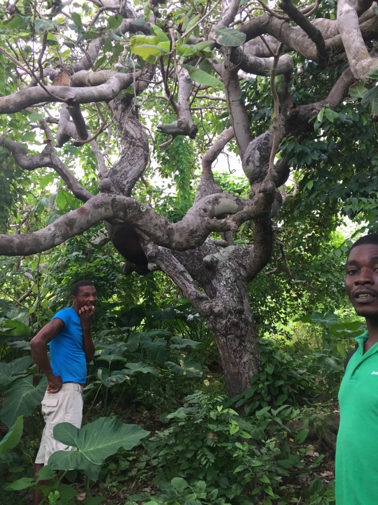 A cashew tree in an agroforest