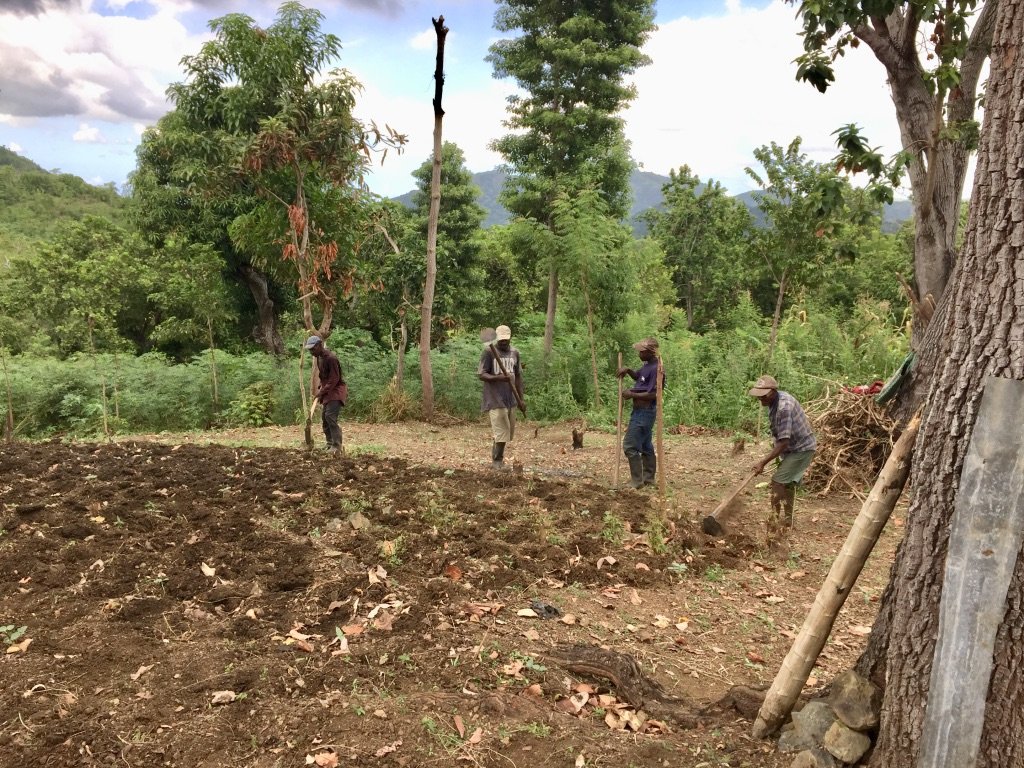 Planting an open patch in an agroforest