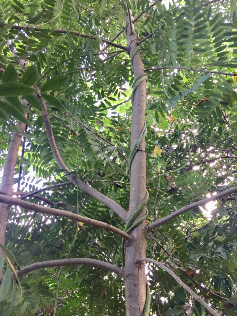 A yam and a tree in an agroforest