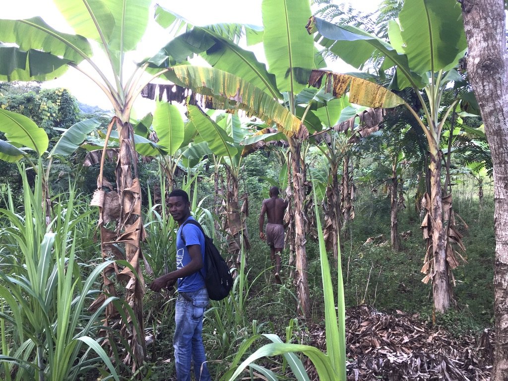 A patch of plantains in an agroforest