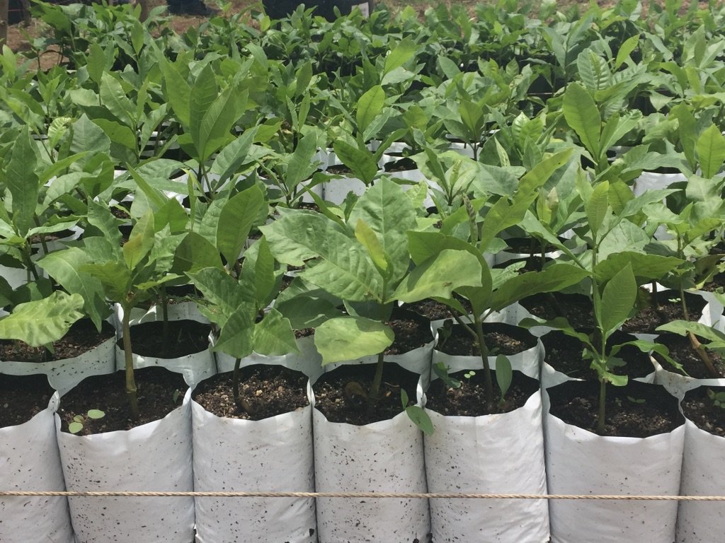 Cashews being grown for a farmer