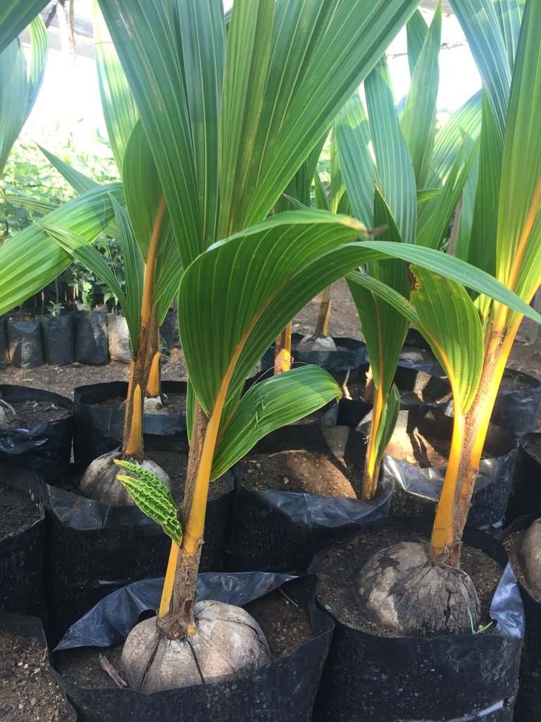 Coconuts being grown for a family farm