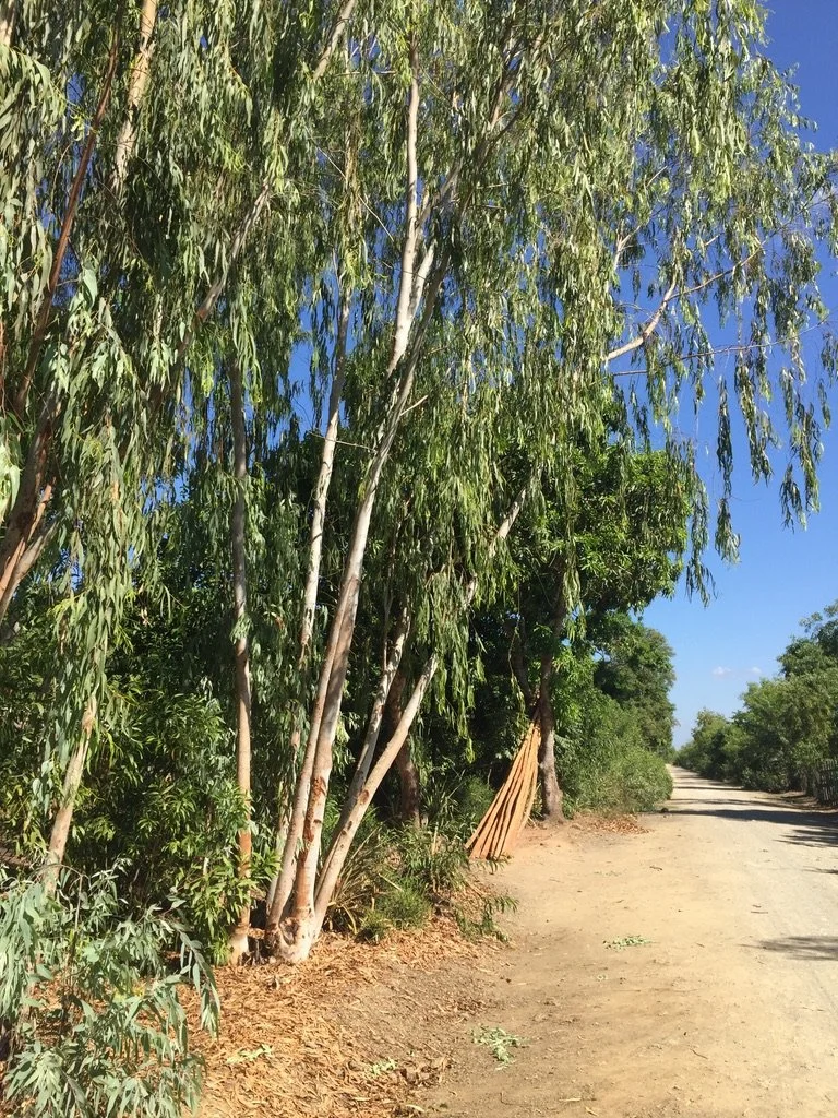 Sustainably grown wood for poles