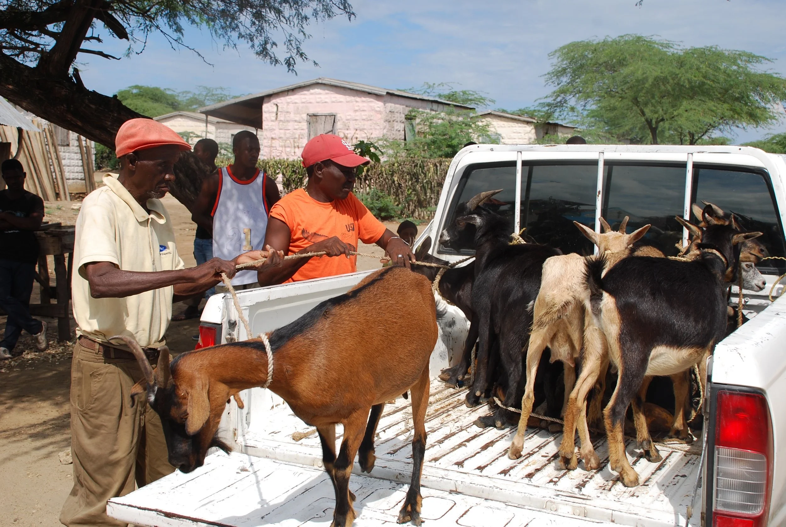 Goats arrive for women's group