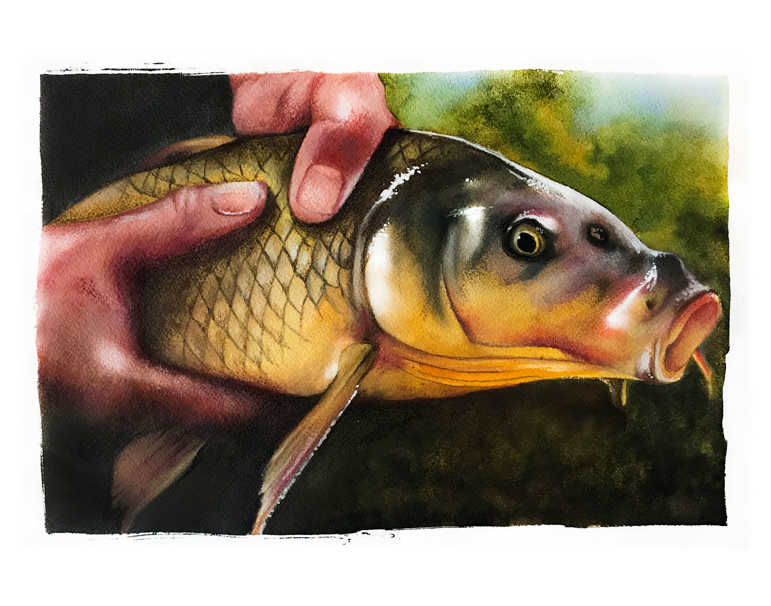 Carp_8x10.jpg