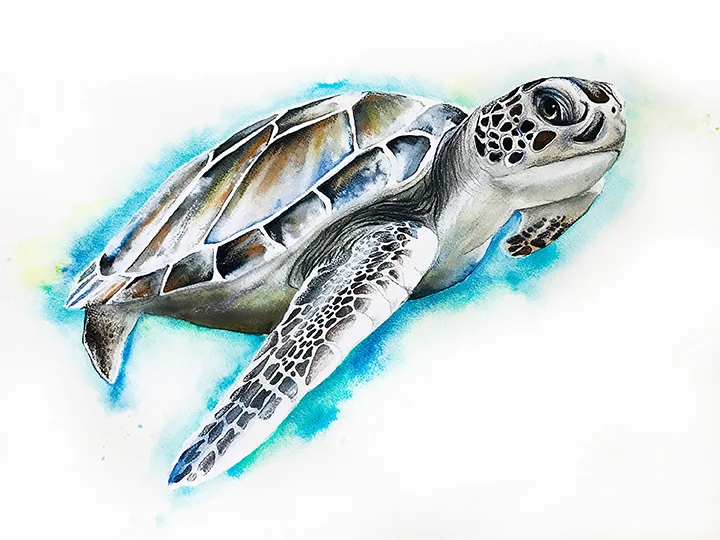 Sea Turtle