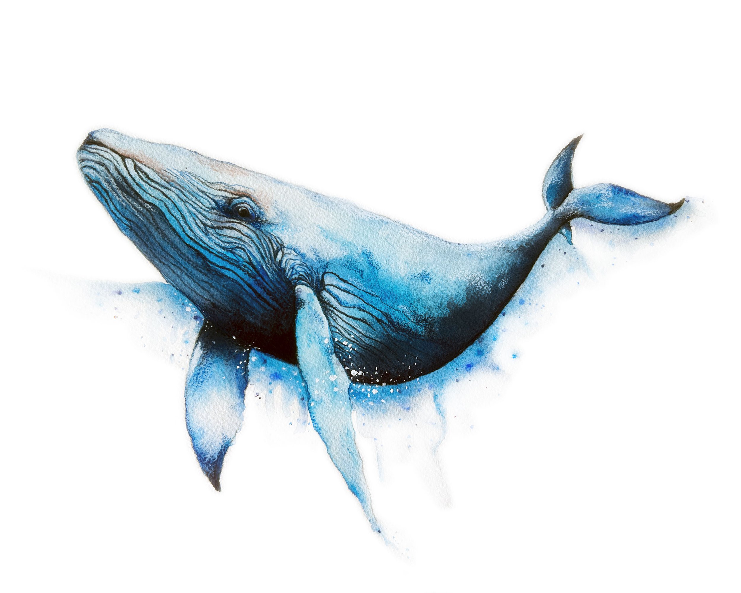 BlueWhale_8x10_web.jpg