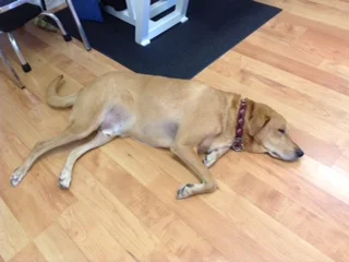 a dog needs to rest.JPG