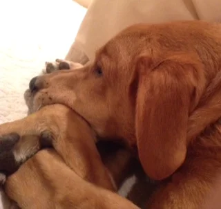 Watching carefully .JPG