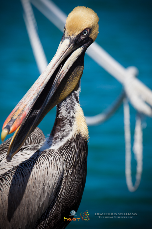 A Brown Pelican greets me as I approach