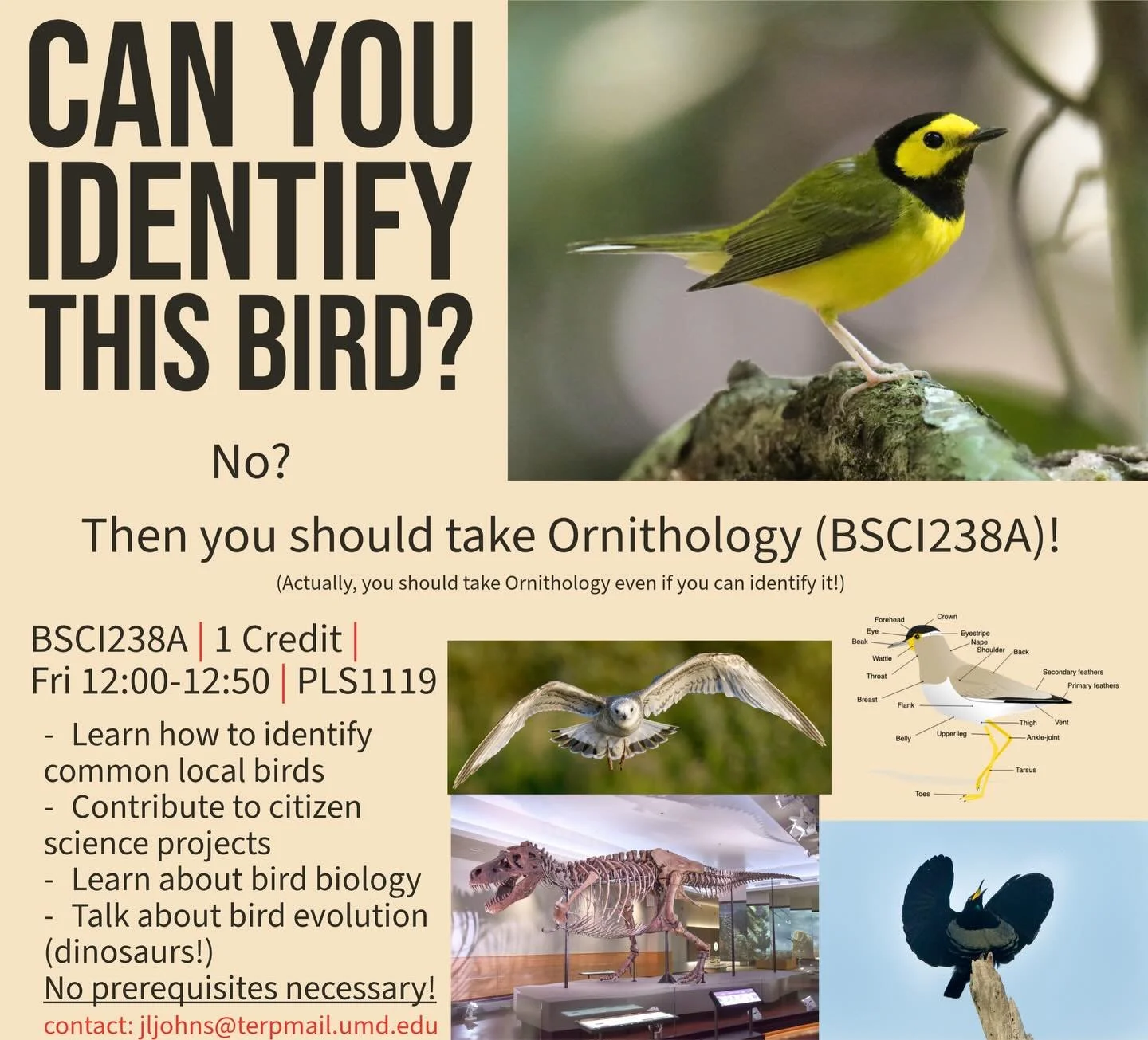 NEW course offering: BSCI238A: Ornithology (1 credit). Course contact: jljohns@terpmail.umd.edu

Description: informational graphic with several images of birds and a list of learning objectives for a course on Ornithology. Main Title: &ldquo;Can you