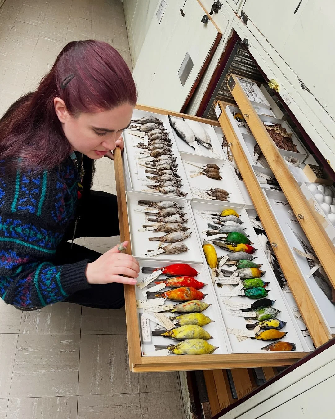 Meet Dr. Klara Widrig.

Dr. Widrig is a postdoc who researches birds at the Smithsonian National Museum of Natural History.

She's also teaching BSCI339O - 𝘚𝘦𝘭𝘦𝘤𝘵𝘦𝘥 𝘛𝘰𝘱𝘪𝘤𝘴 𝘪𝘯 𝘉𝘪𝘰𝘭𝘰𝘨𝘺; 𝘖𝘳𝘯𝘪𝘵𝘩𝘰𝘭𝘰𝘨𝘺 this Winter.

BSCI33